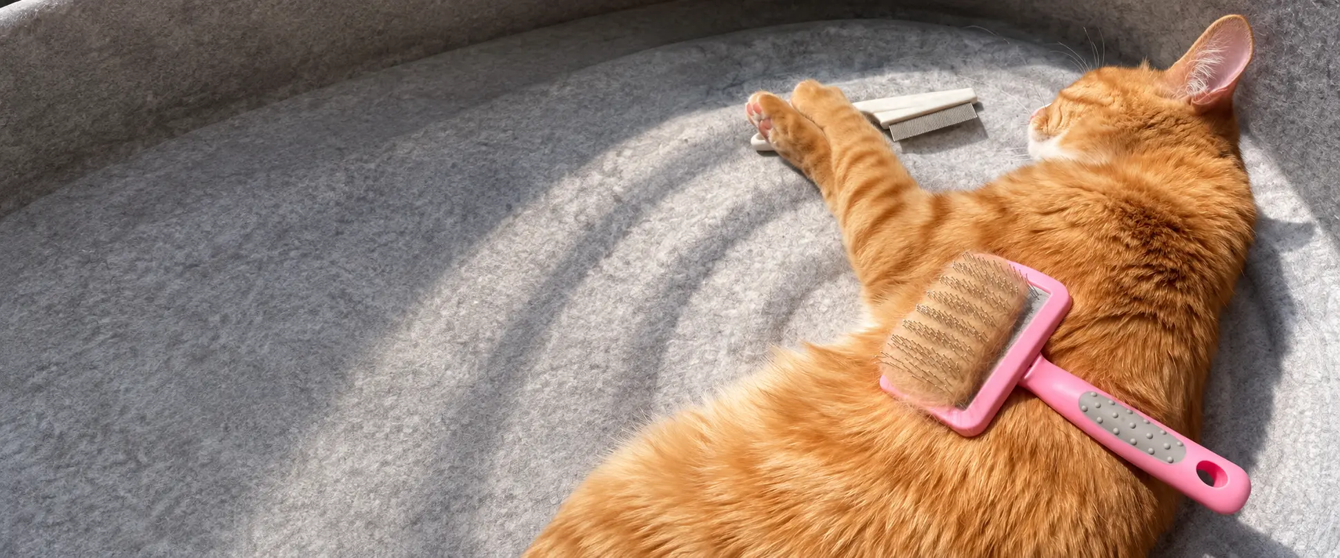 Ginger cat being groomed with a pink pet grooming comb on a sofa.