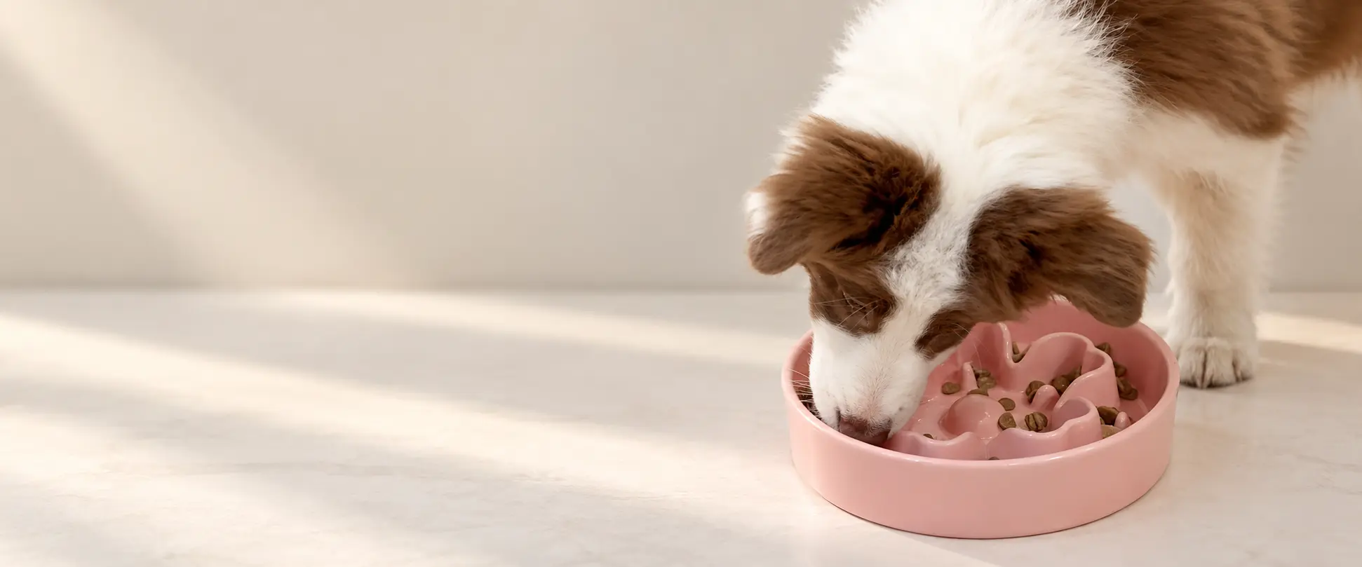 Small dog eating from a pink slow feeder bowl.
