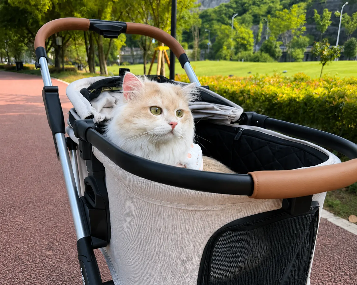 Cat sitting in a pet stroller with a brown handle.