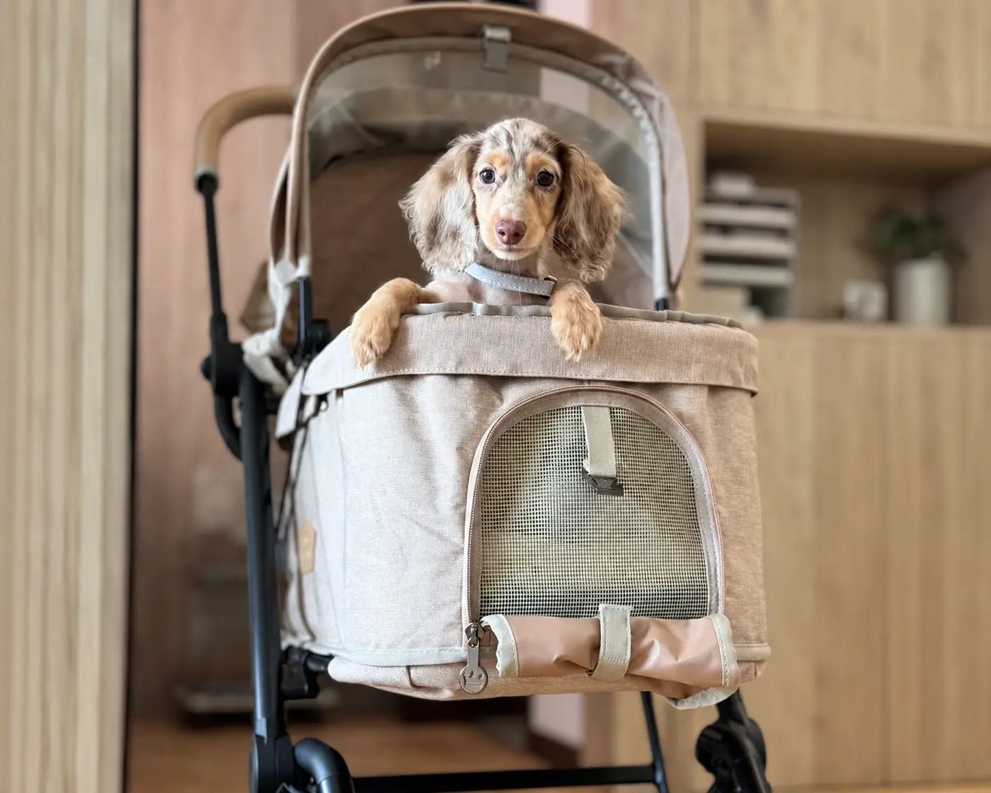 Dachshund sitting in a beige pet stroller with its head above the cabin.