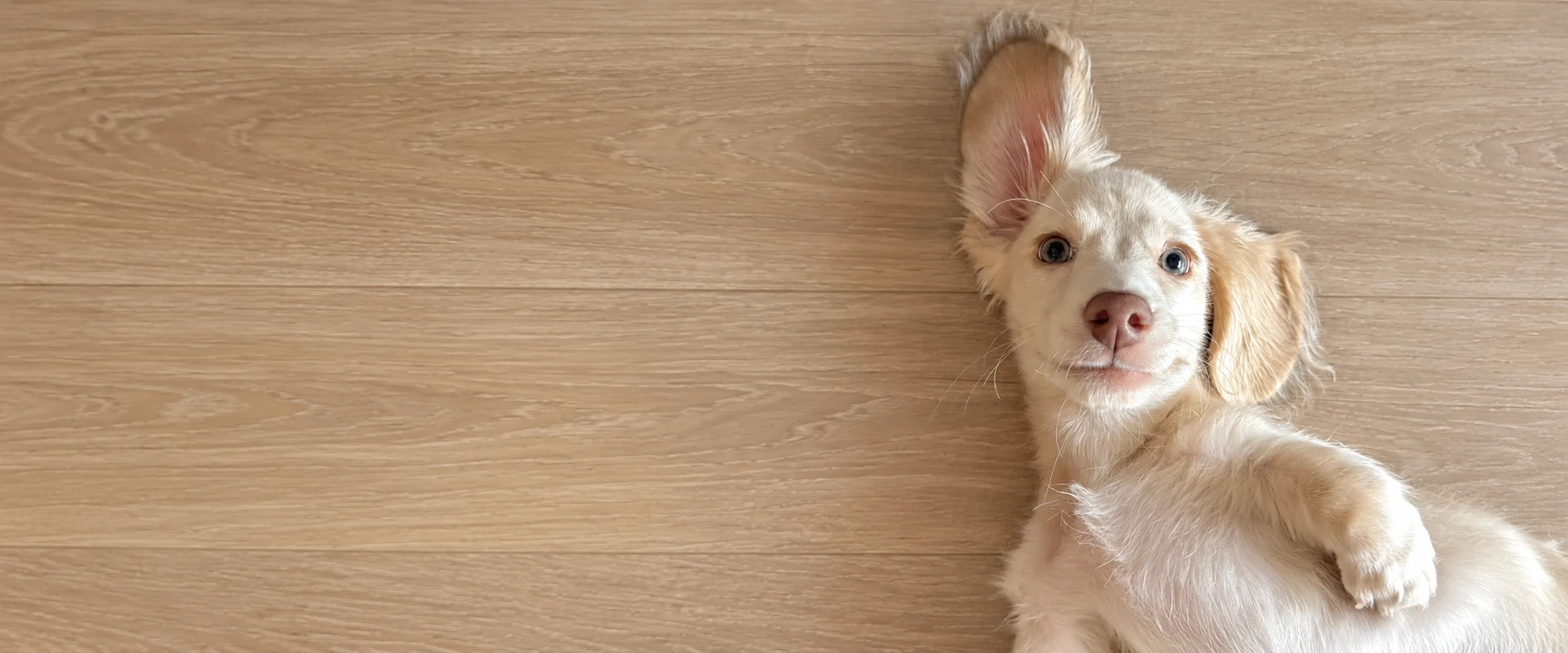 Puppy resting on a wooden floor, used as the PETMERO pet supplies blog banner.