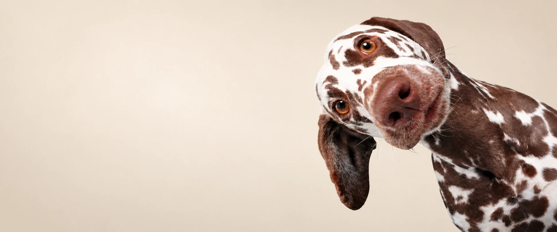 Brown and white spotted dog against a beige background, used on the PETMERO pet supplies page.