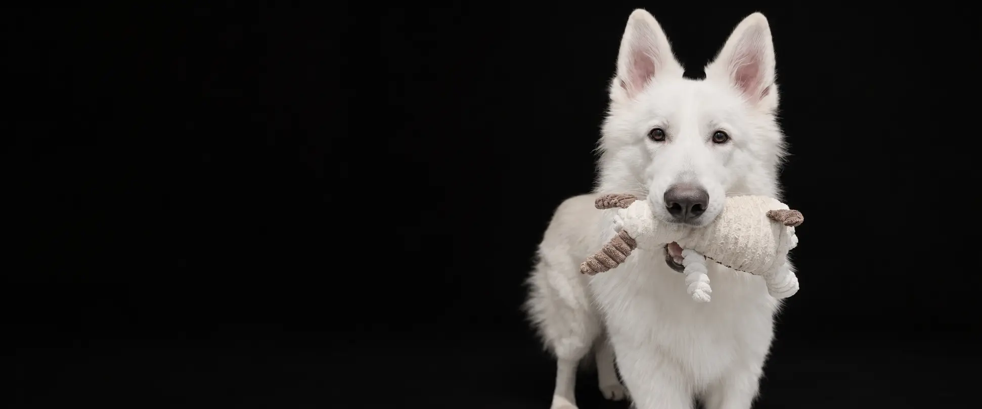 White dog holding a plush animal dog toy against a dark background.