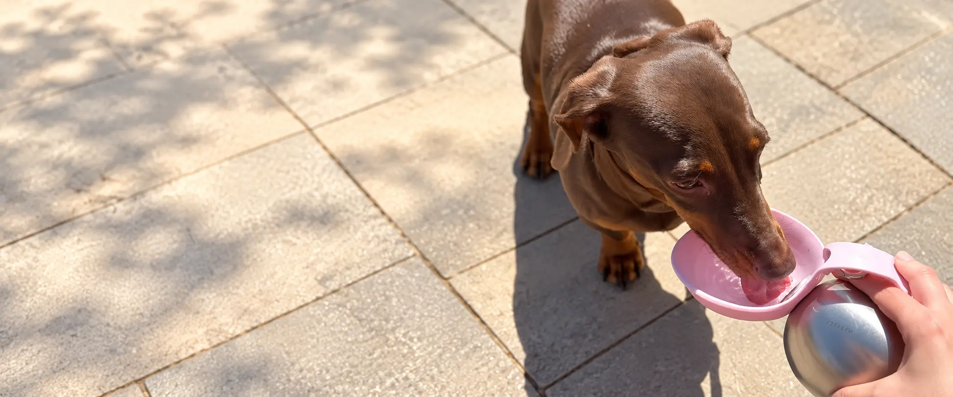 Dachshund drinking from a portable pet water bottle and travel bowl.