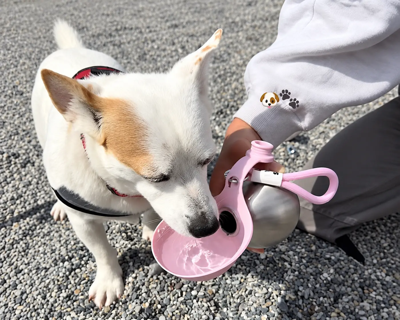 Dog drinking from a portable travel water bottle and bowl.